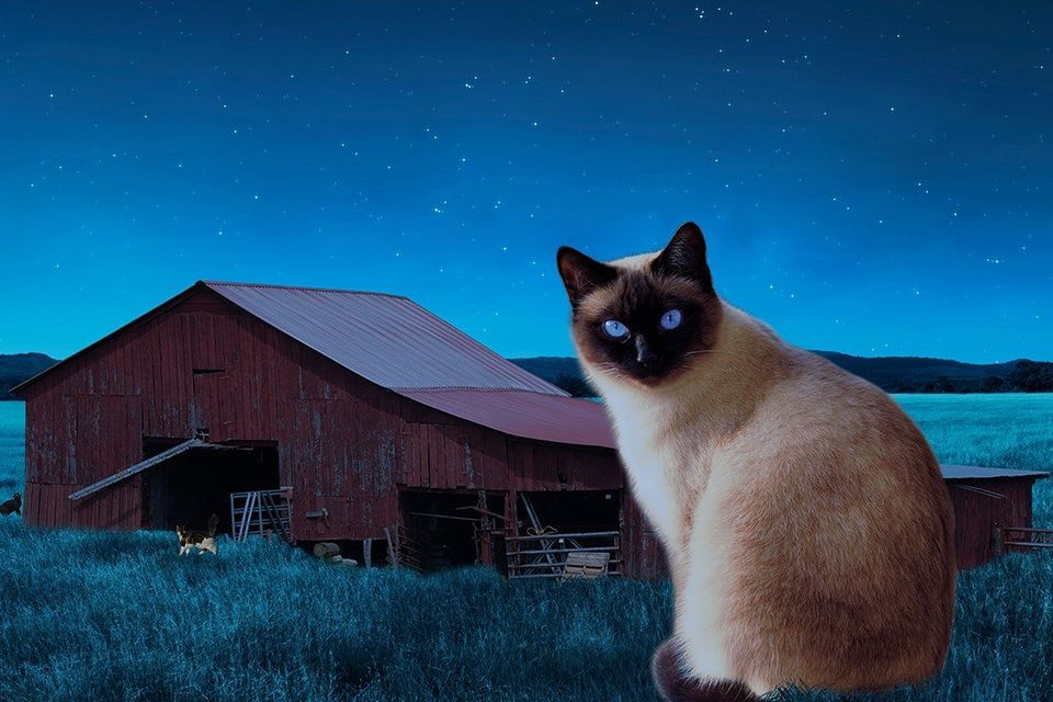 The Barn Cat: Photo composite - Created by Michael Jackson Pet Photography, Vero Beach, FL